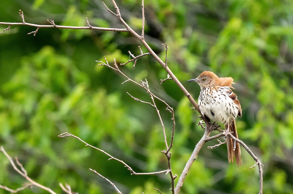 Brown Thrasher - ML619324103