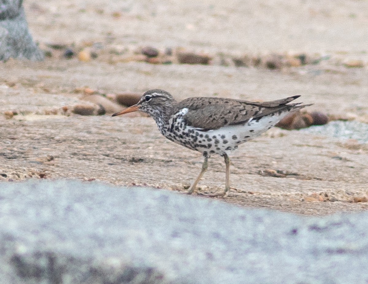 Spotted Sandpiper - Mark and Holly Salvato