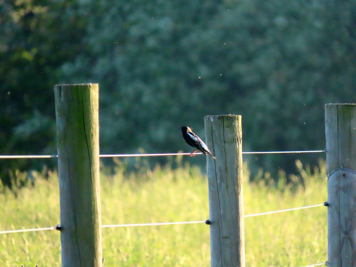 bobolink americký - ML619324114