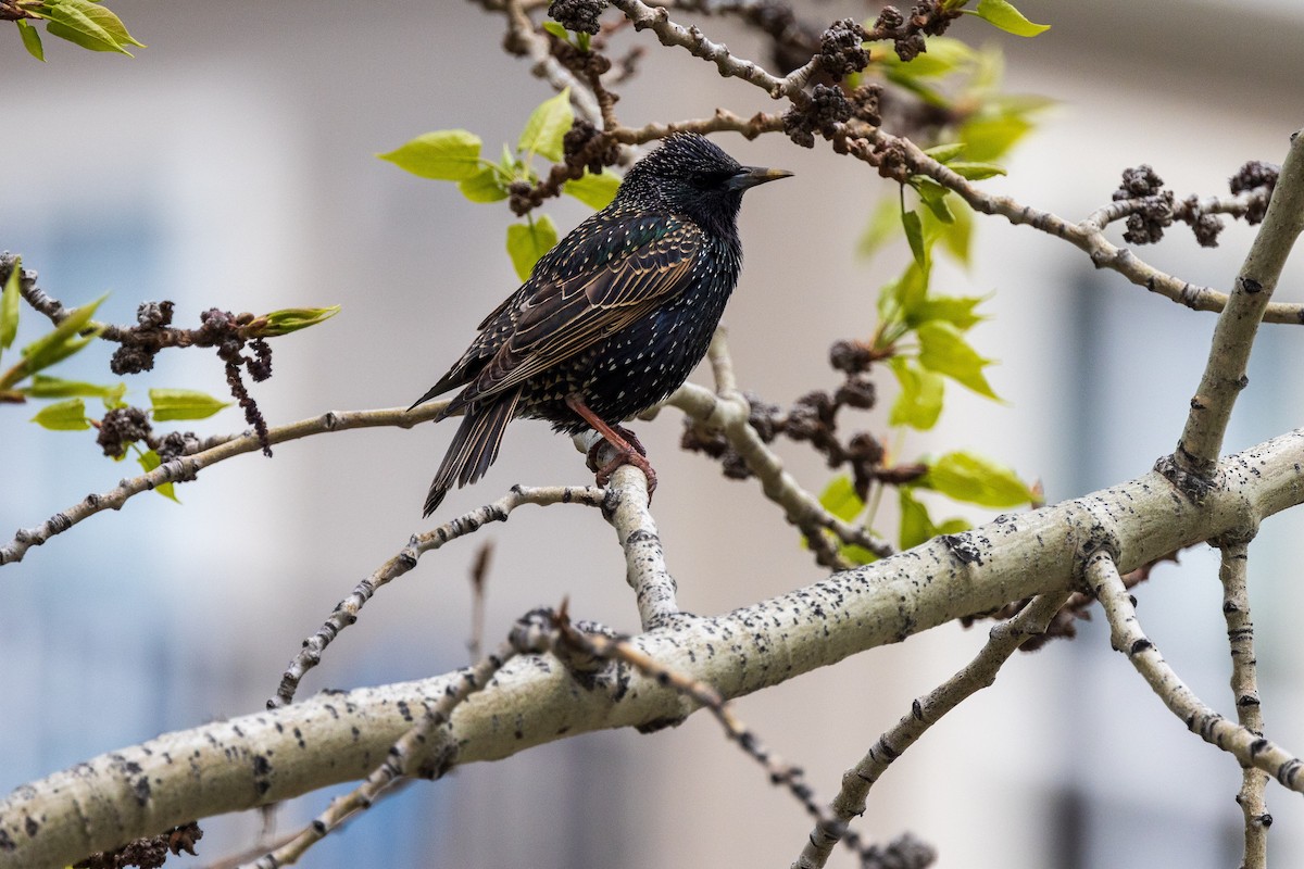 Arabazozo pikarta - ML619324115