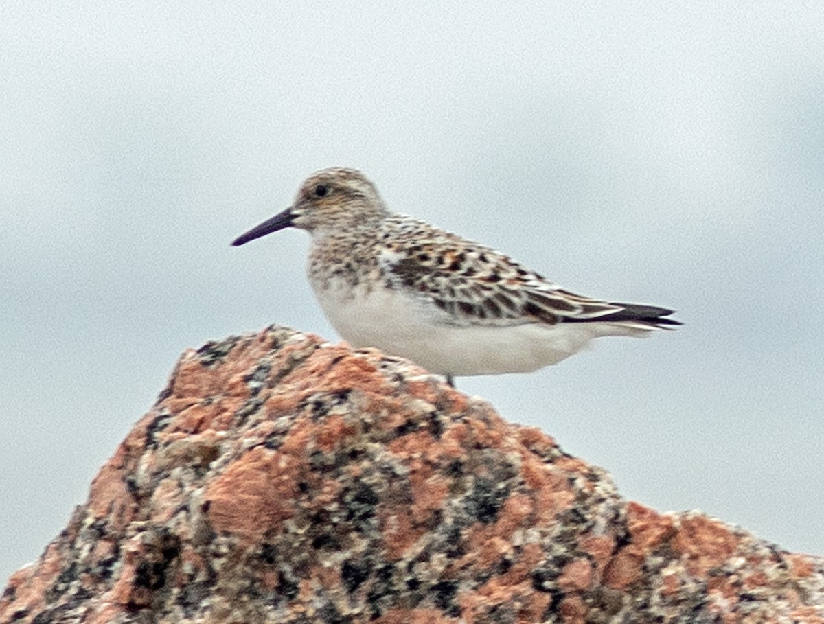 Sanderling - Mark and Holly Salvato