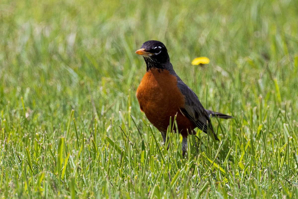 Zozo papargorria - ML619324124