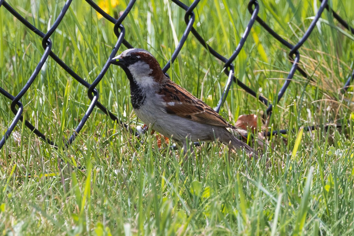 Etxe-txolarrea - ML619324141