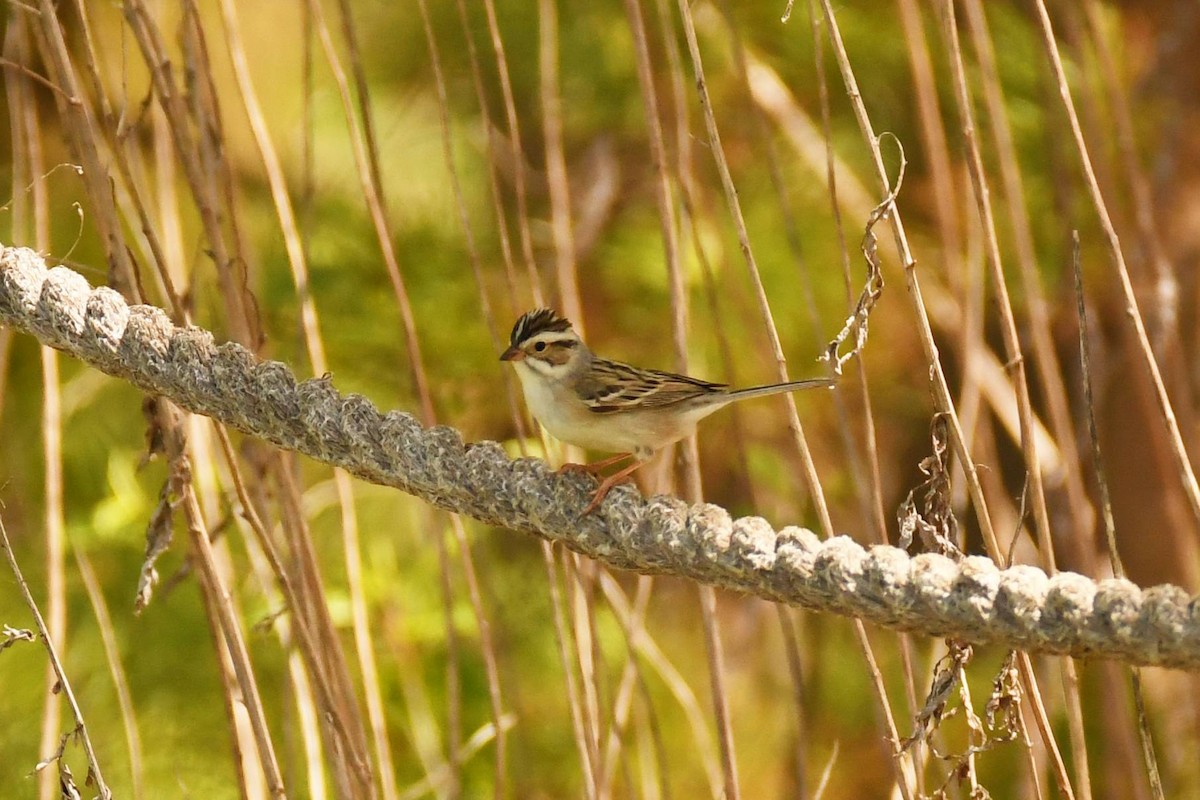 Clay-colored Sparrow - Tom Frankel