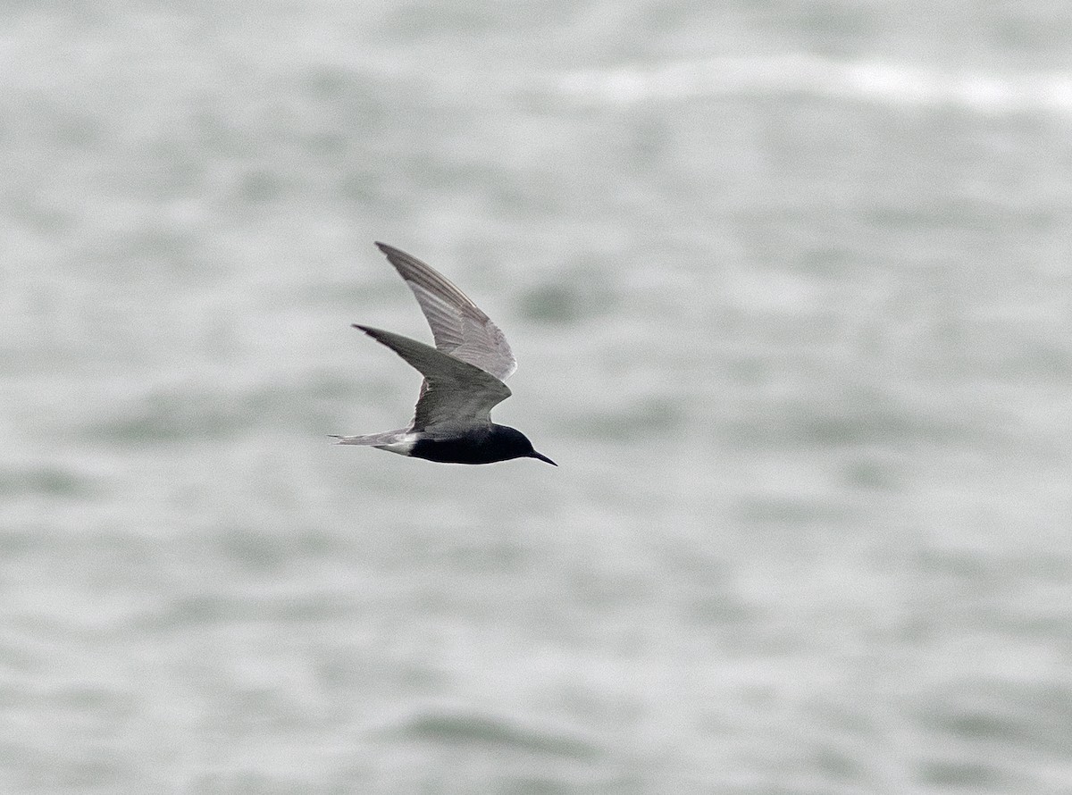 Black Tern - Mark and Holly Salvato