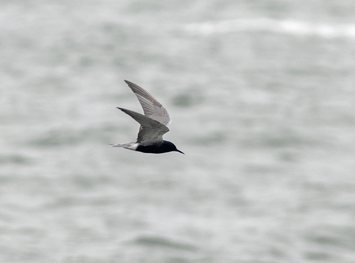 Black Tern - ML619324156