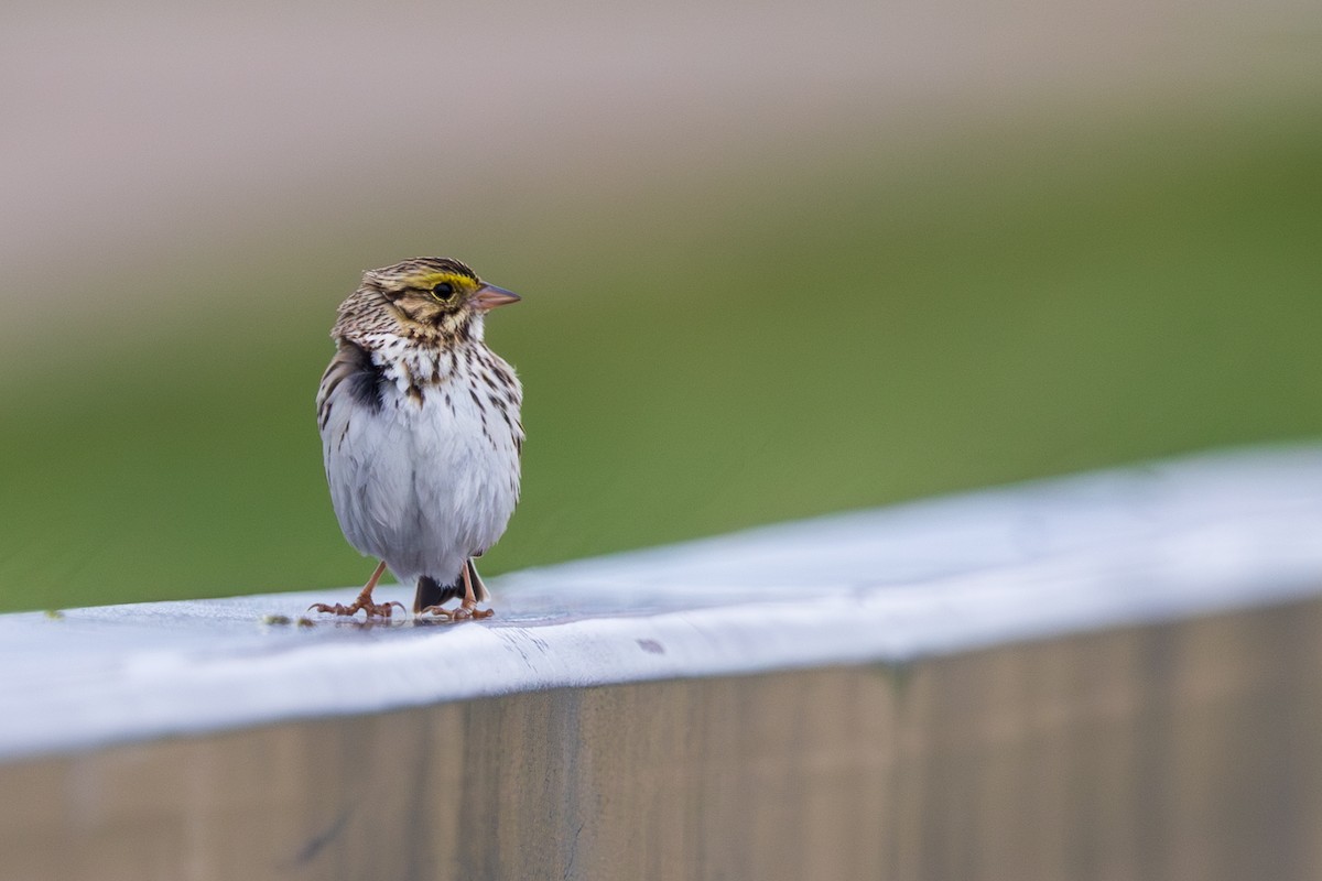 Savannah Sparrow - ML619324157