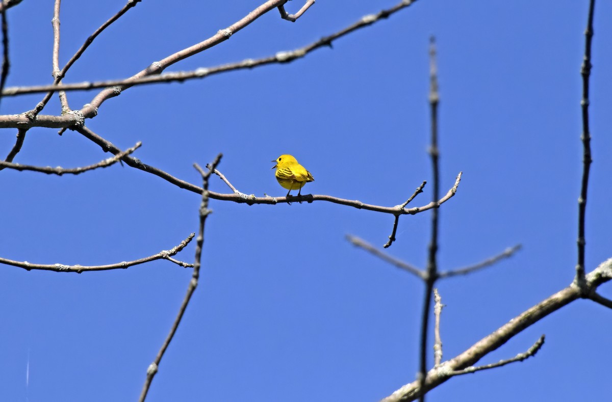 Yellow Warbler - Robert Allie