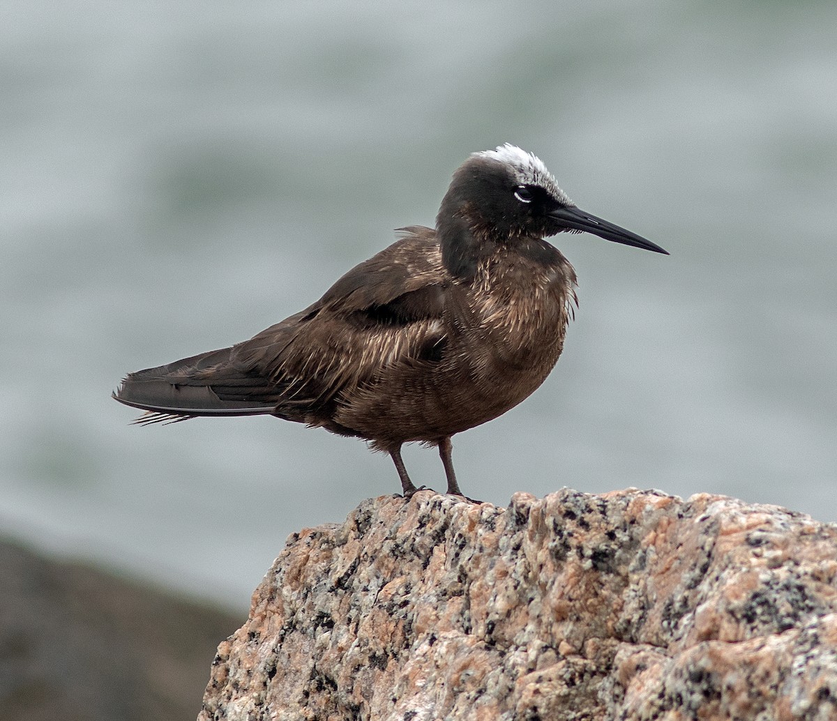 Black Noddy - Mark and Holly Salvato