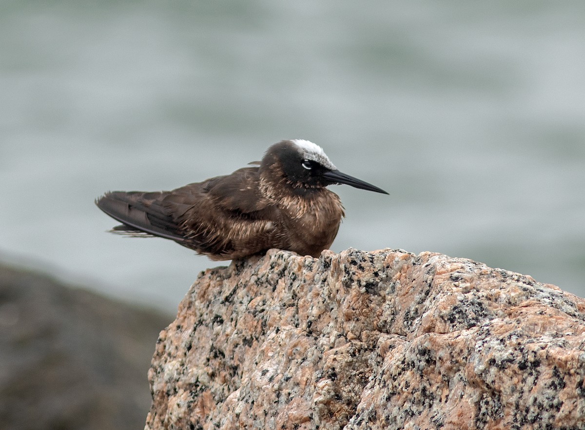 Black Noddy - ML619324169