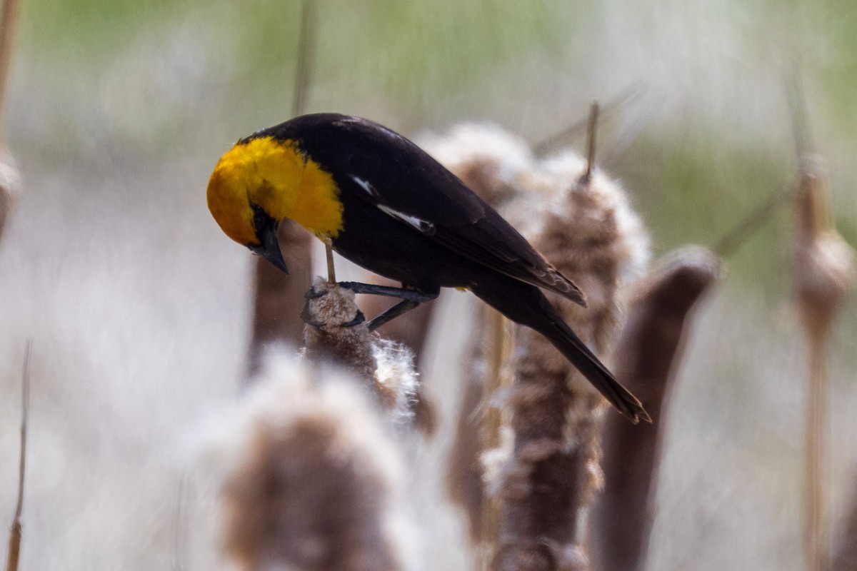 Yellow-headed Blackbird - ML619324170
