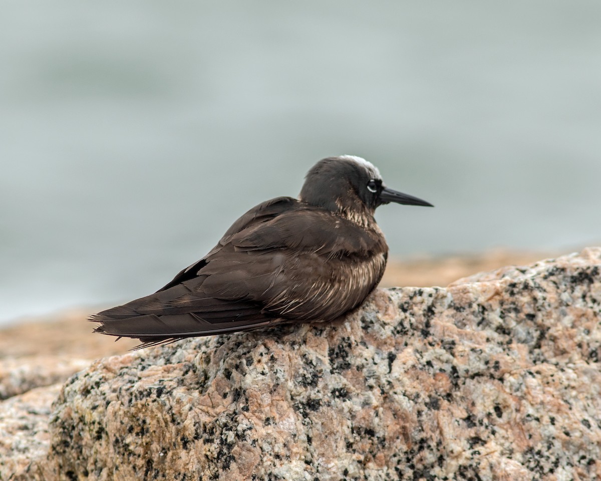 Black Noddy - ML619324176