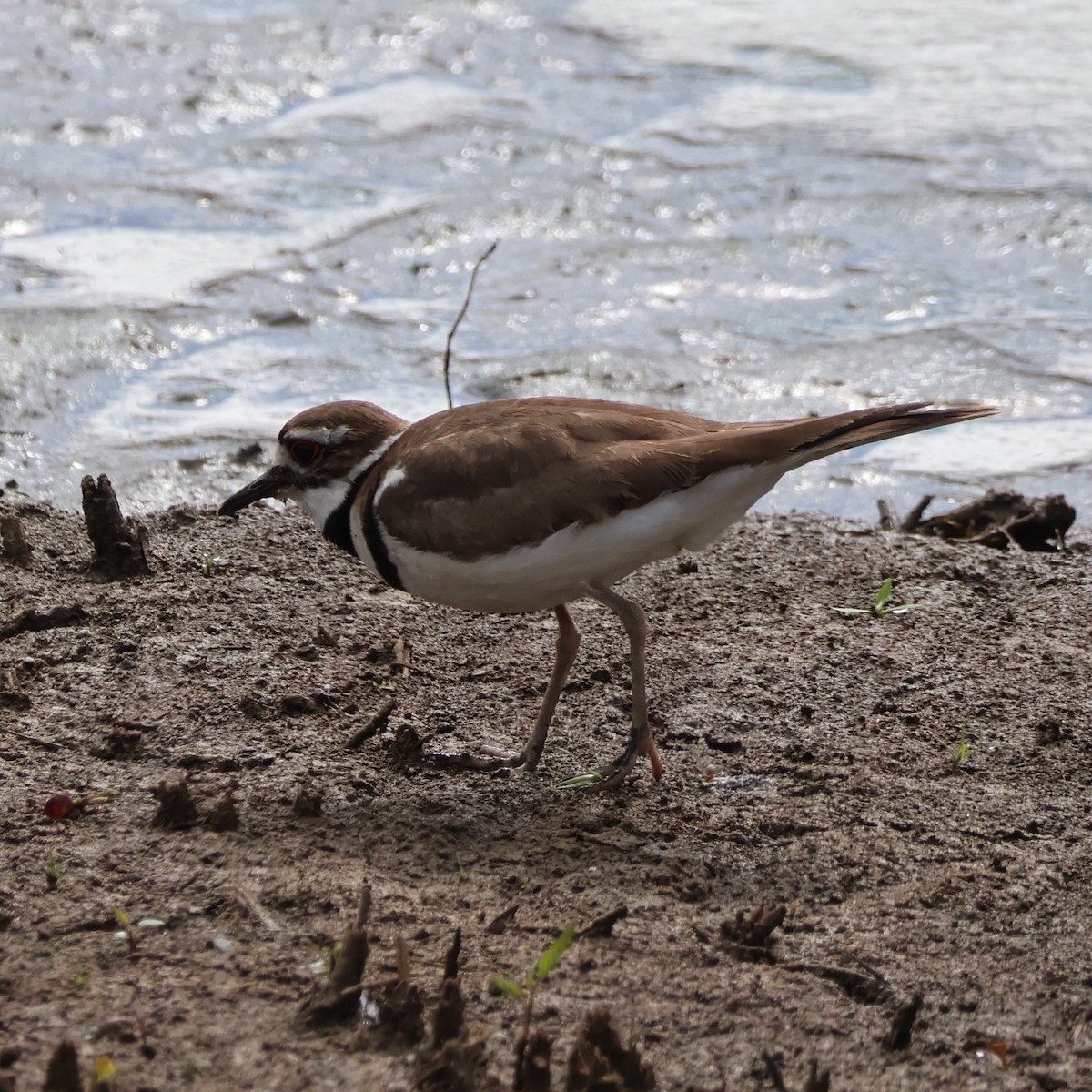 Killdeer - ML619324179