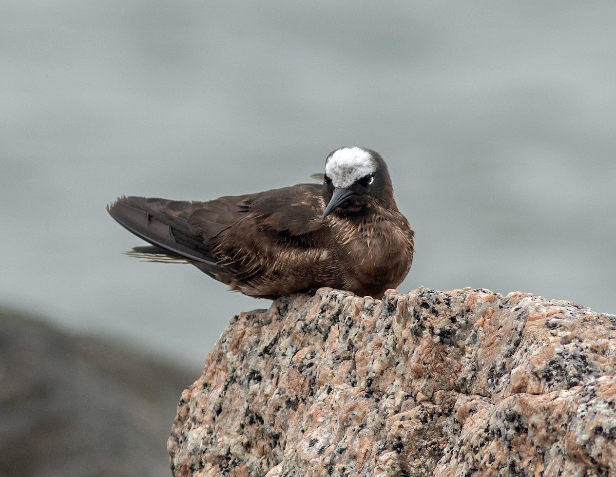 Black Noddy - Mark and Holly Salvato