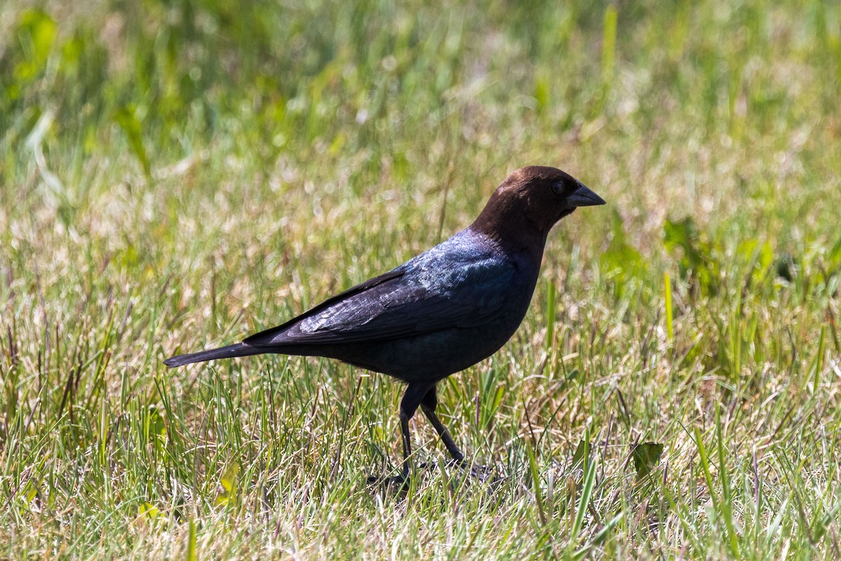Brown-headed Cowbird - ML619324193