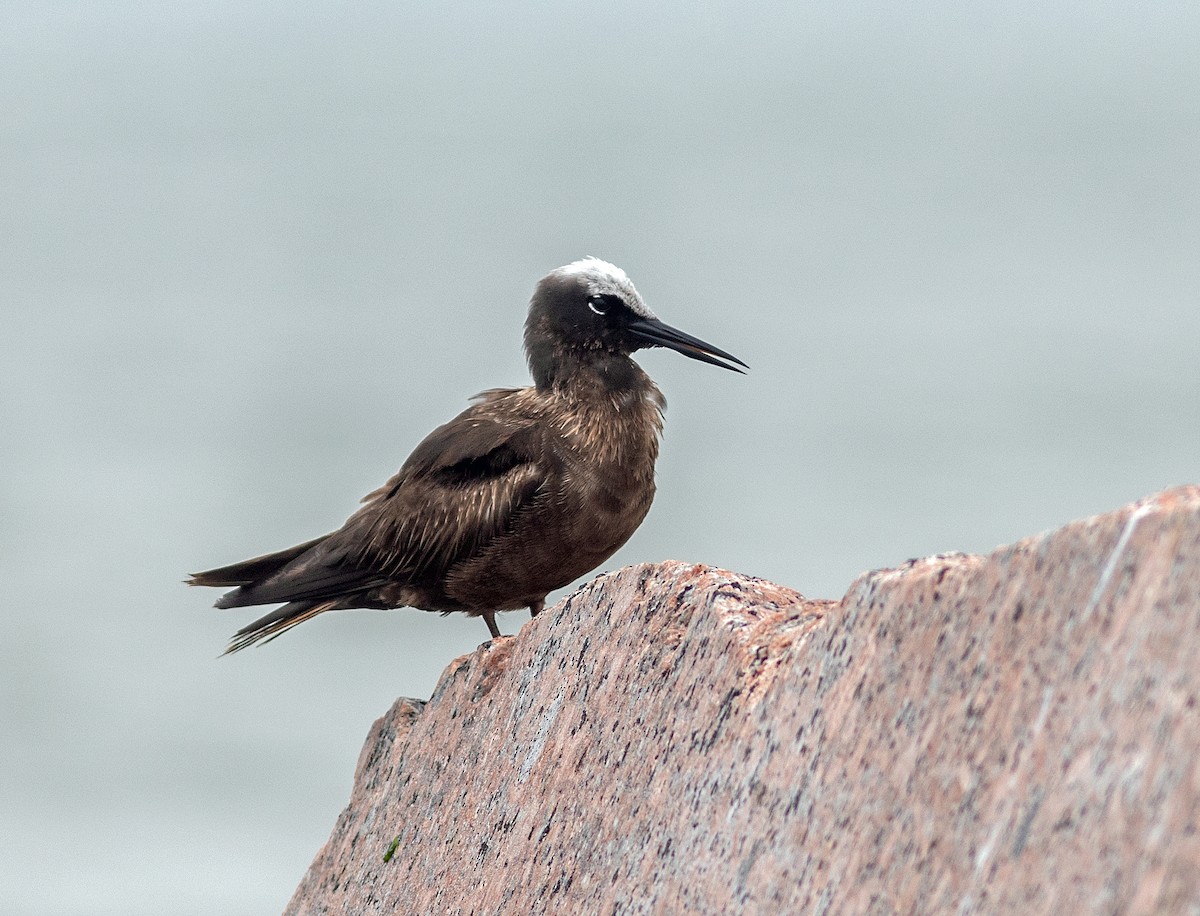 Black Noddy - ML619324195