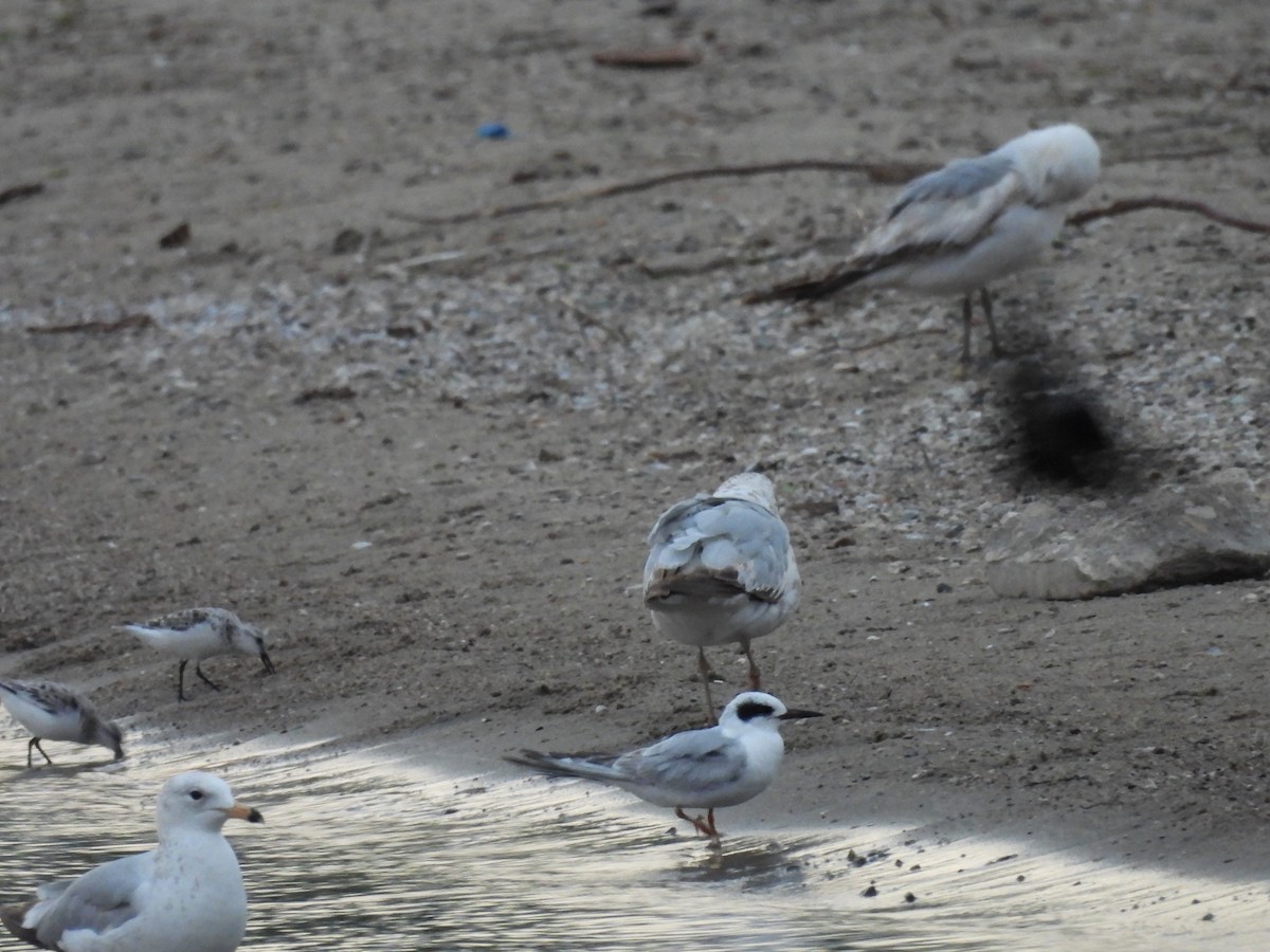 Sanderling - ML619324196