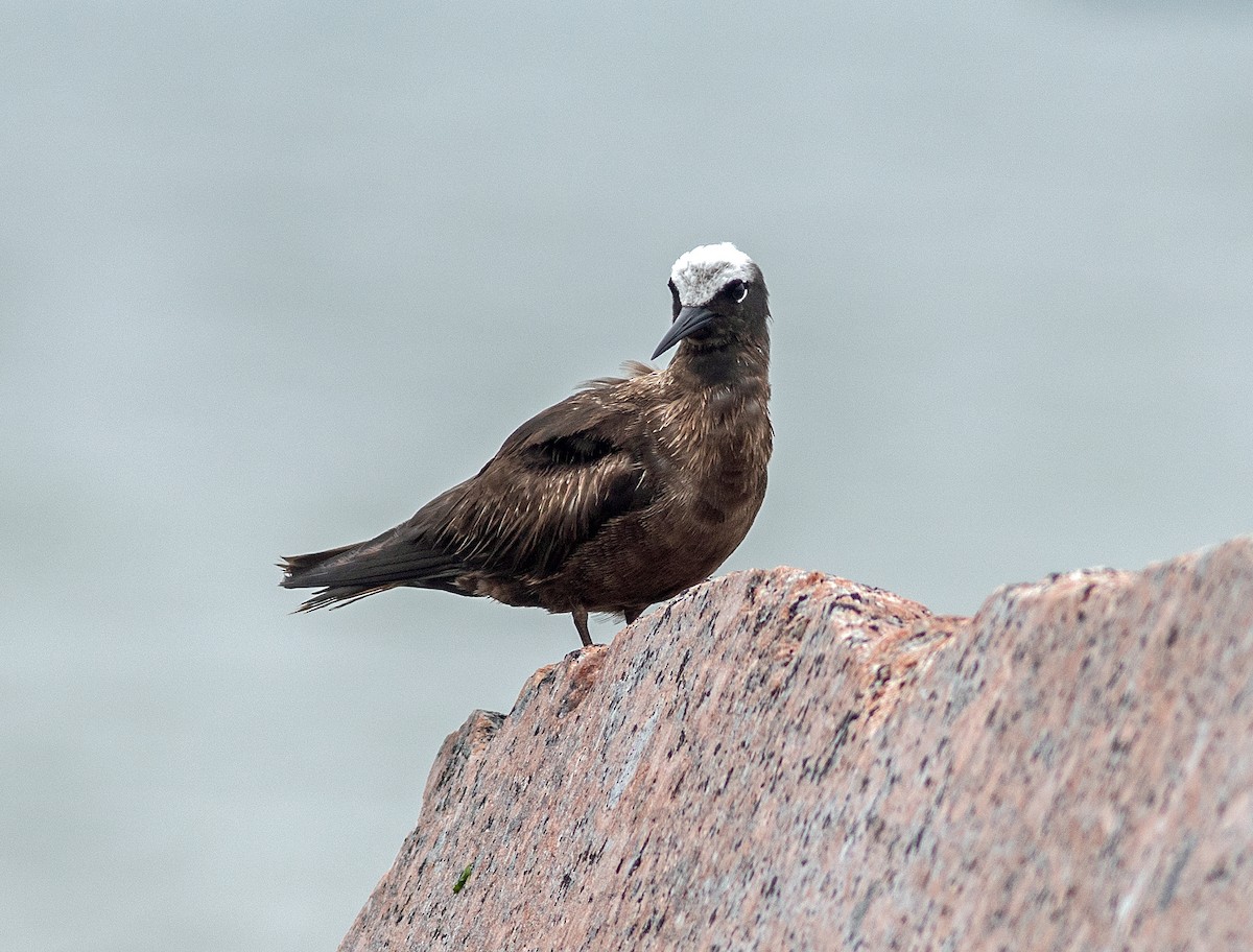 Black Noddy - ML619324198