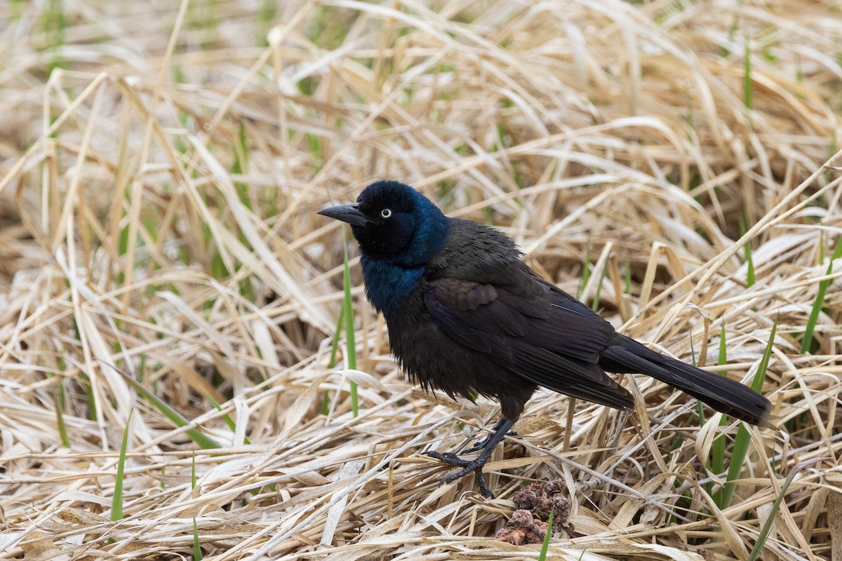 Common Grackle - Andrew Hart