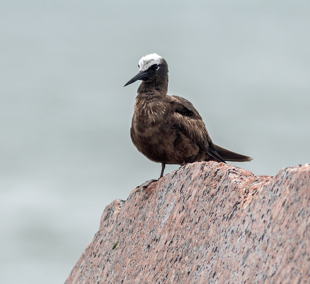Black Noddy - ML619324203