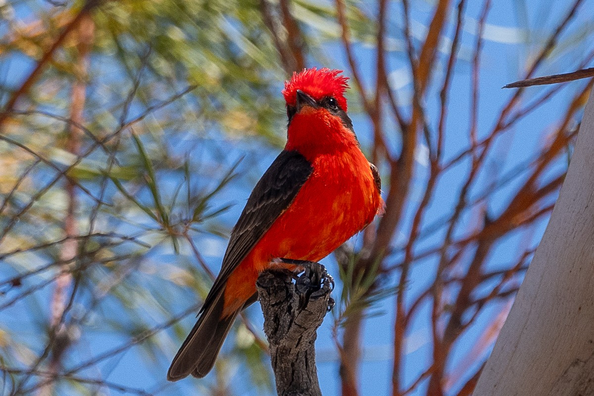 Vermilion Flycatcher - Ken&Fay Broten