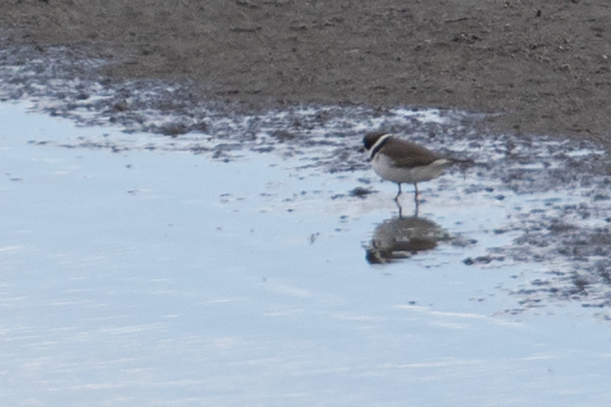 Semipalmated Plover - ML619324205