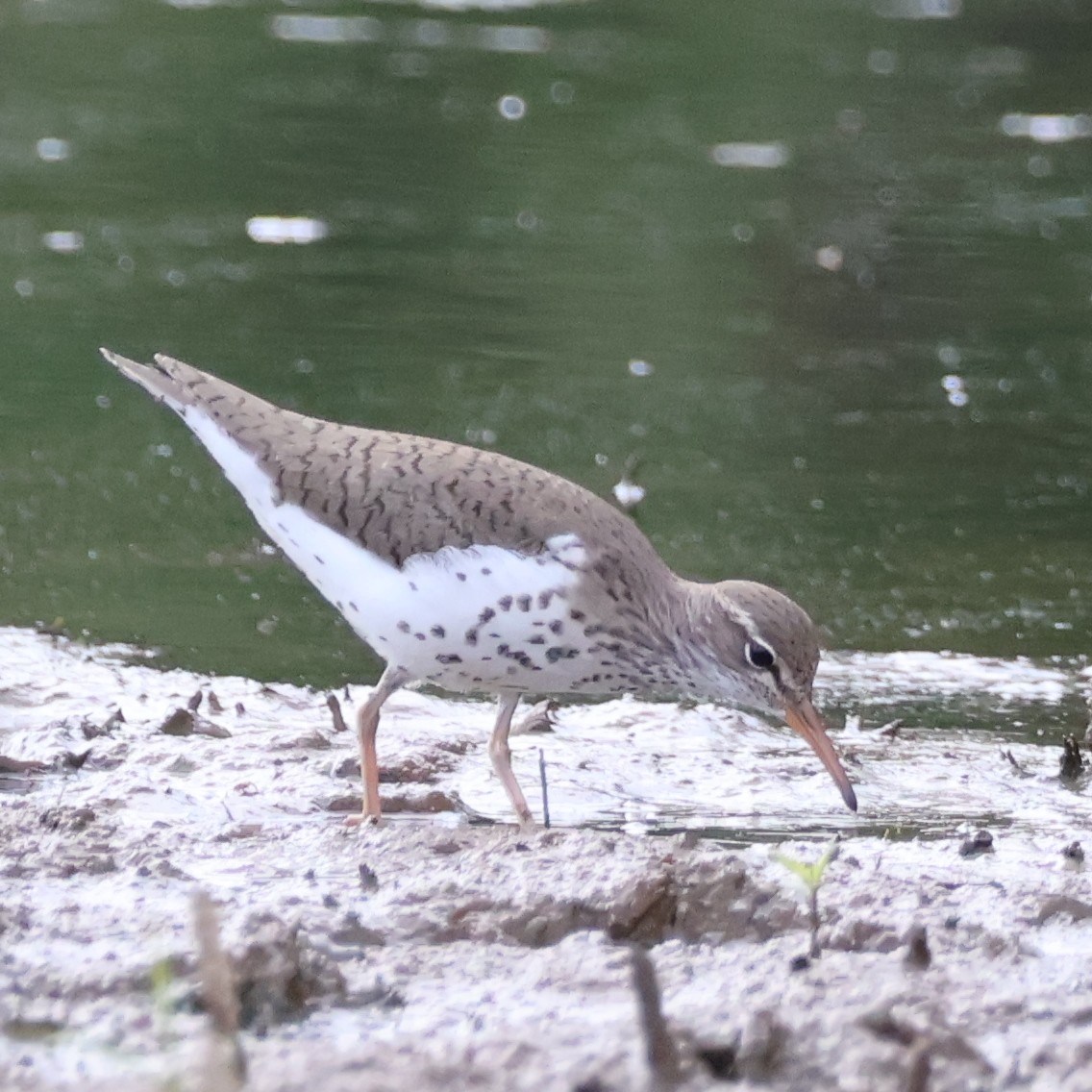 Spotted Sandpiper - ML619324208