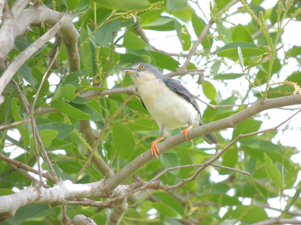 Hooded Tanager - ML61932421