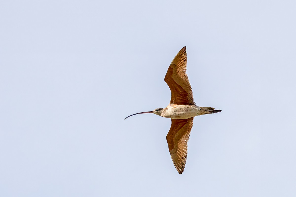 Long-billed Curlew - Ron Horn