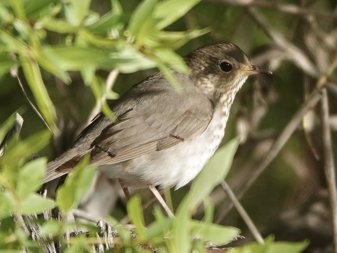 Gray-cheeked Thrush - ML619324226