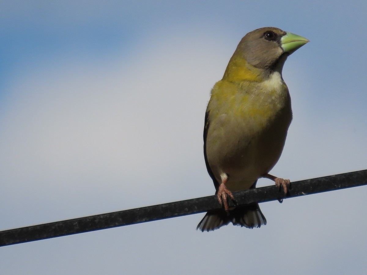 Evening Grosbeak - ML619324231