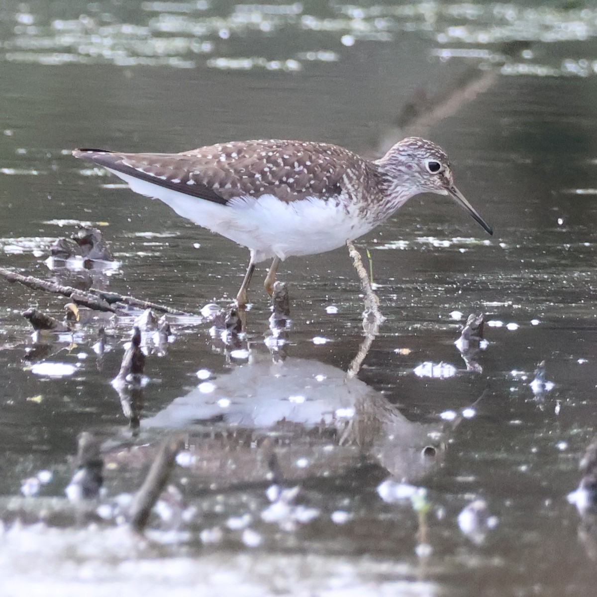 Solitary Sandpiper - ML619324233