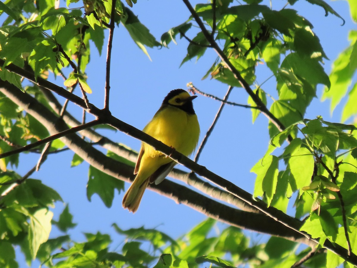 Hooded Warbler - Collin Smith