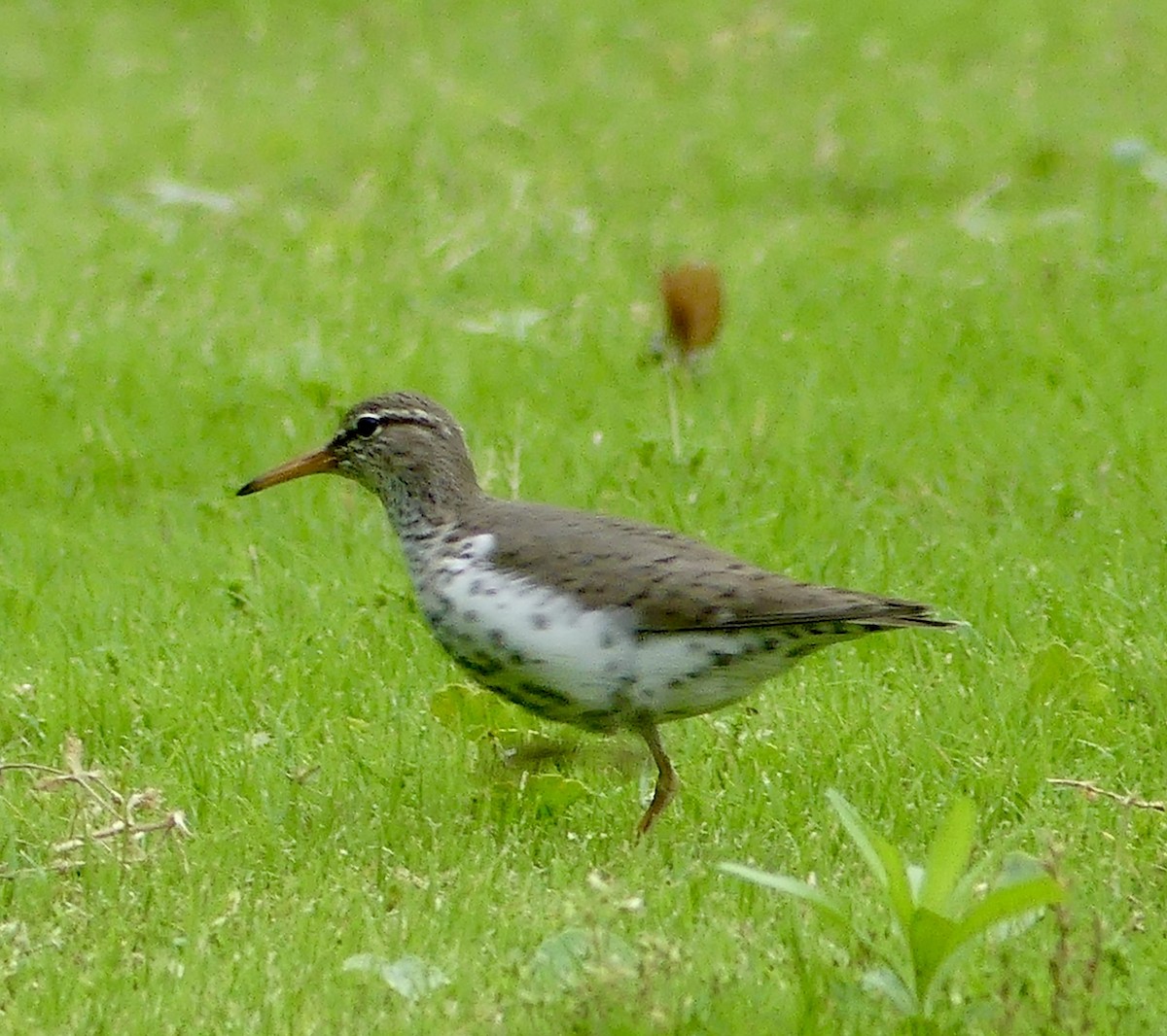 Spotted Sandpiper - Cindy Sherwood