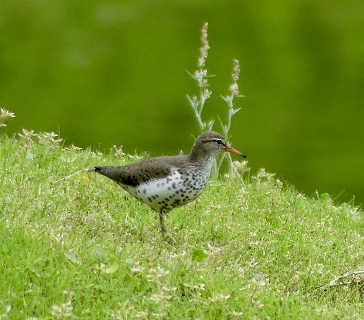 Spotted Sandpiper - Cindy Sherwood