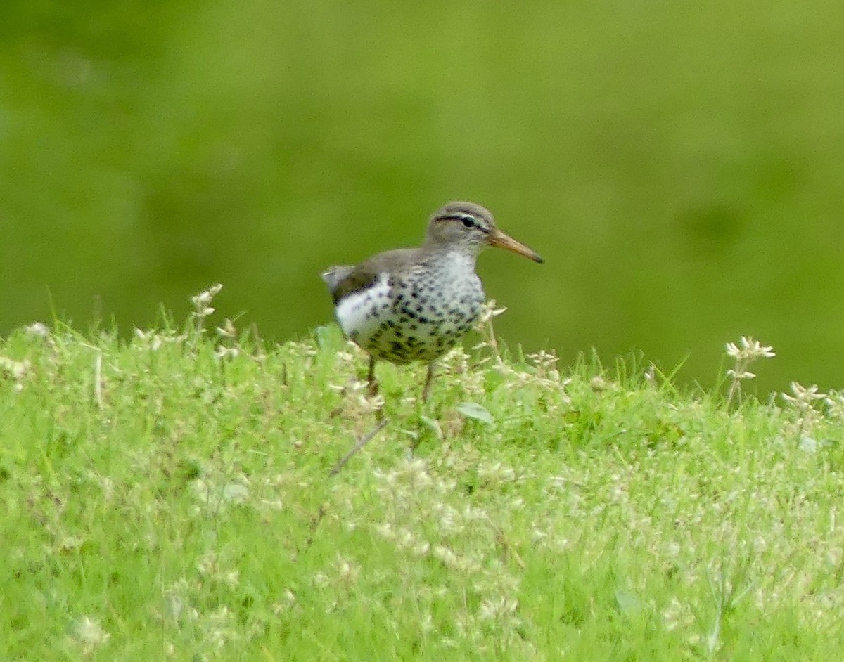 Spotted Sandpiper - Cindy Sherwood