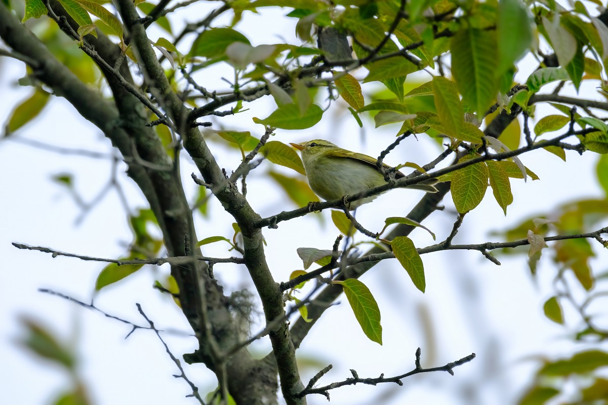 Blyth's Leaf Warbler - Nara Jayaraman