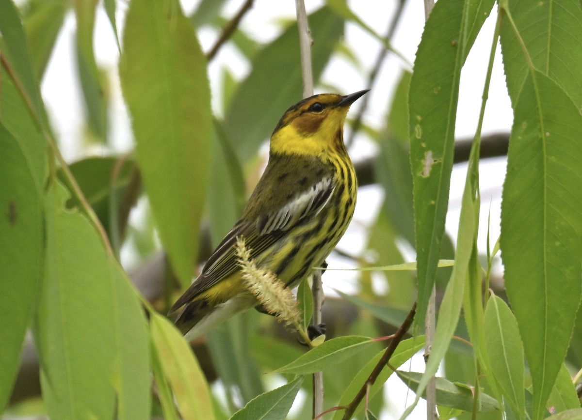 Cape May Warbler - Nui Moreland