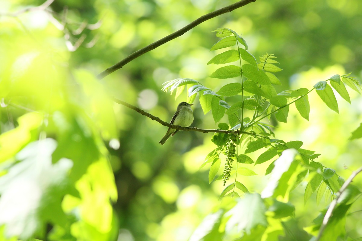 Acadian Flycatcher - Samrudh Nandagopal