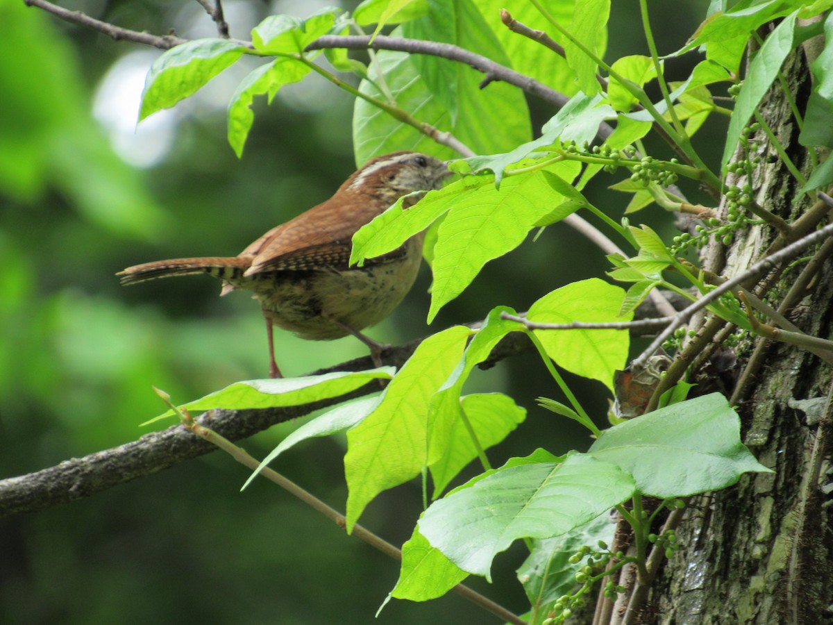 Carolina Wren - ML619324275