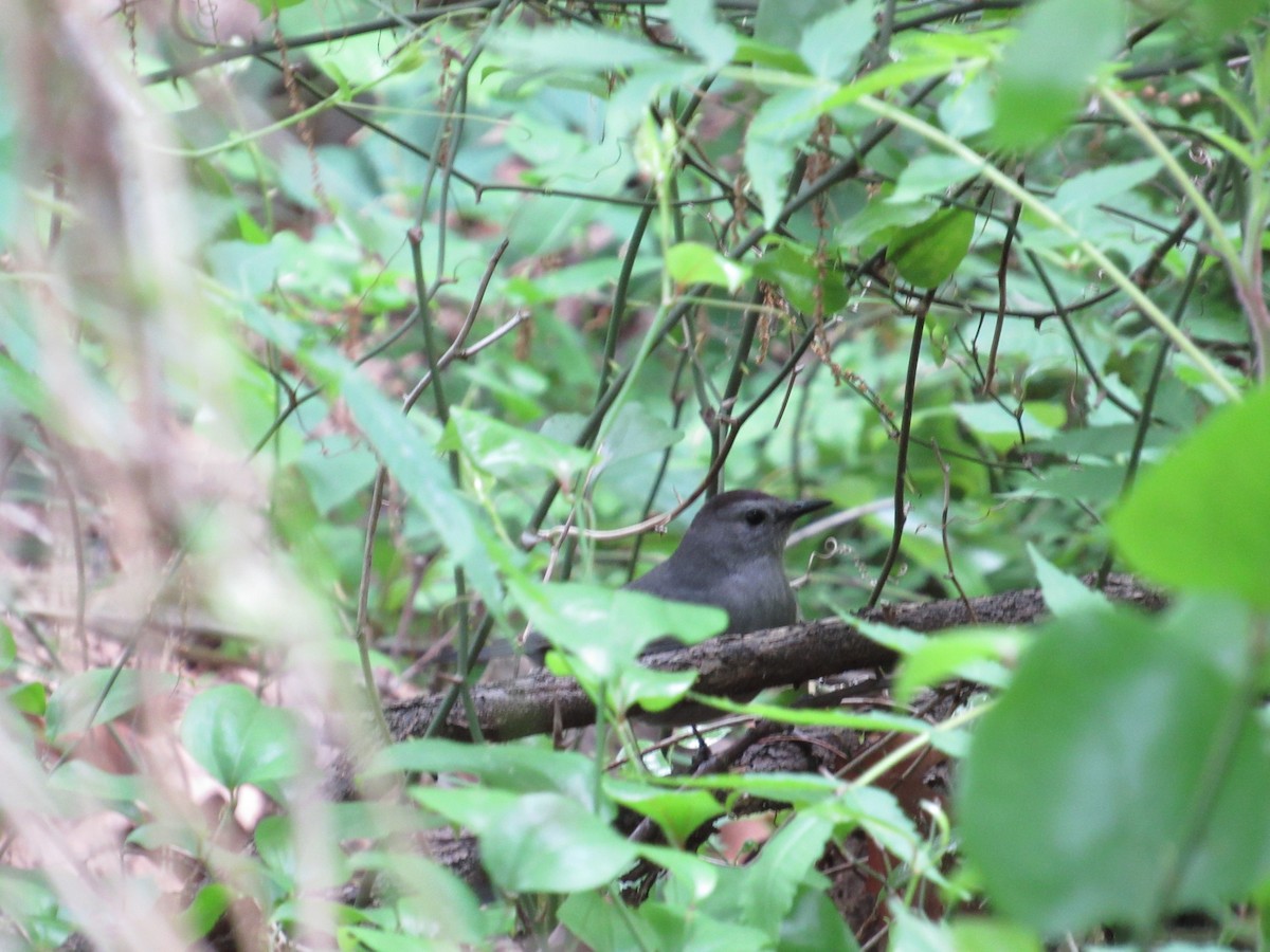 Gray Catbird - ML619324279