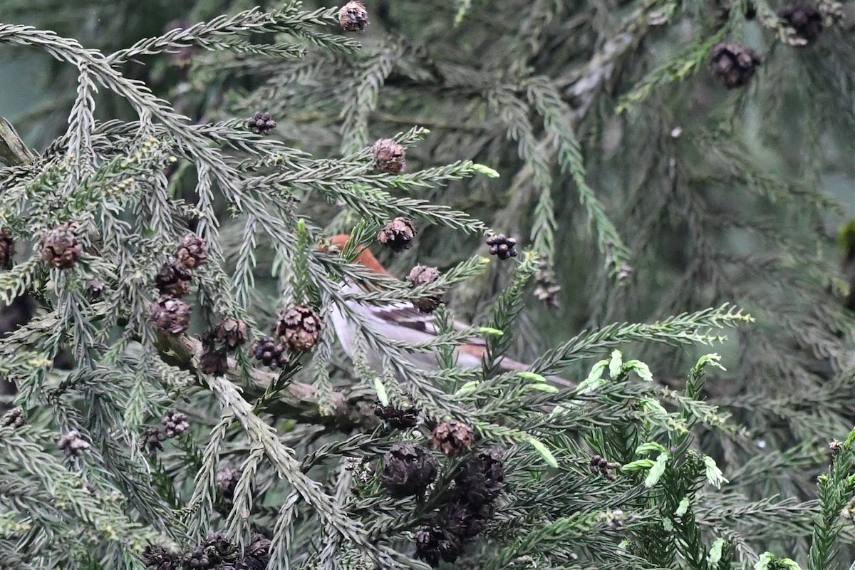 Russet Sparrow - Jerry Chen