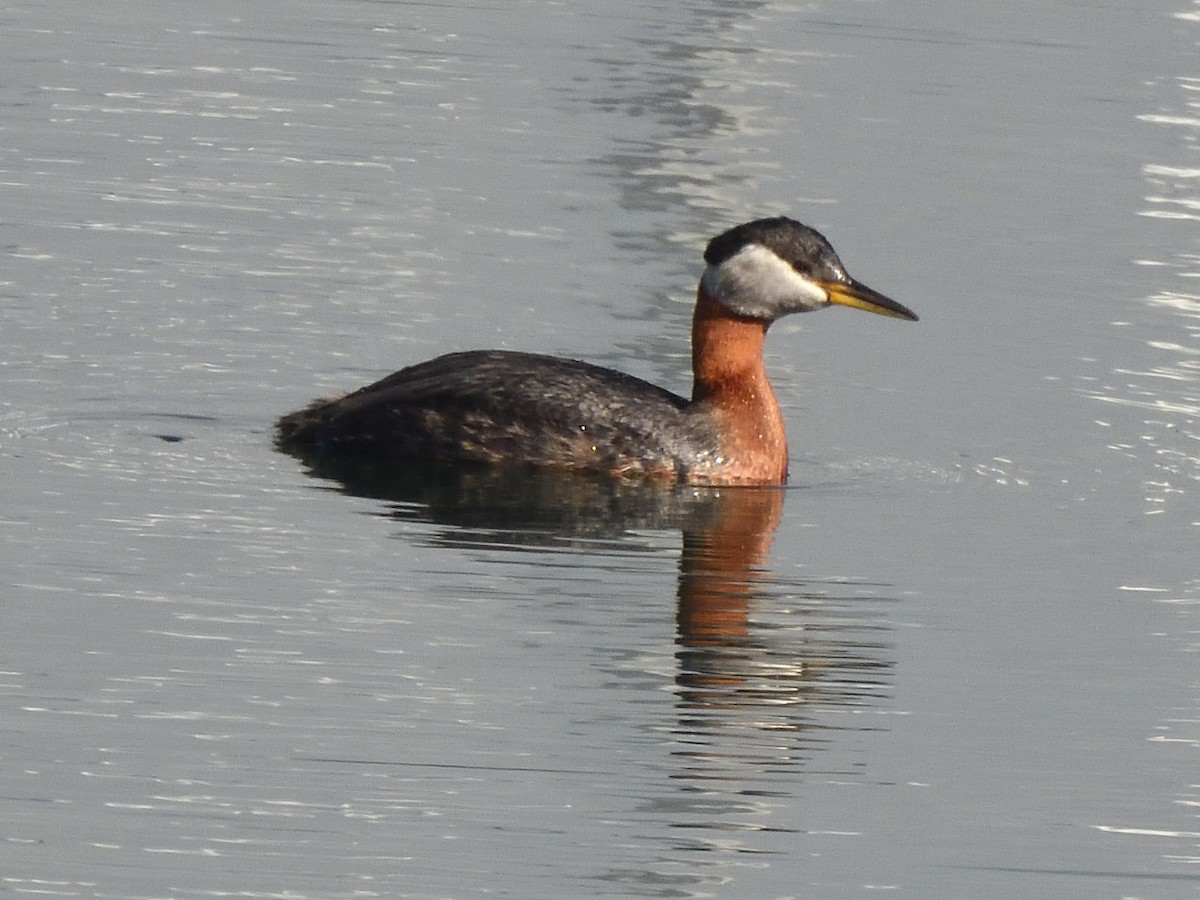 Red-necked Grebe - Colin Fisher