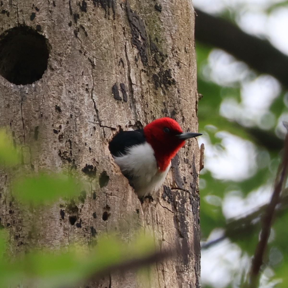Red-headed Woodpecker - Nathan Stimson