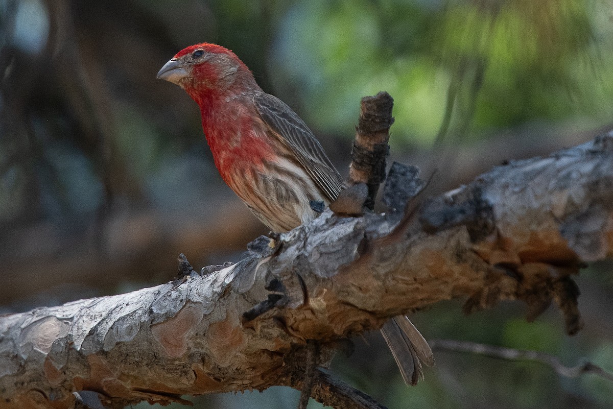 House Finch - ML619324301