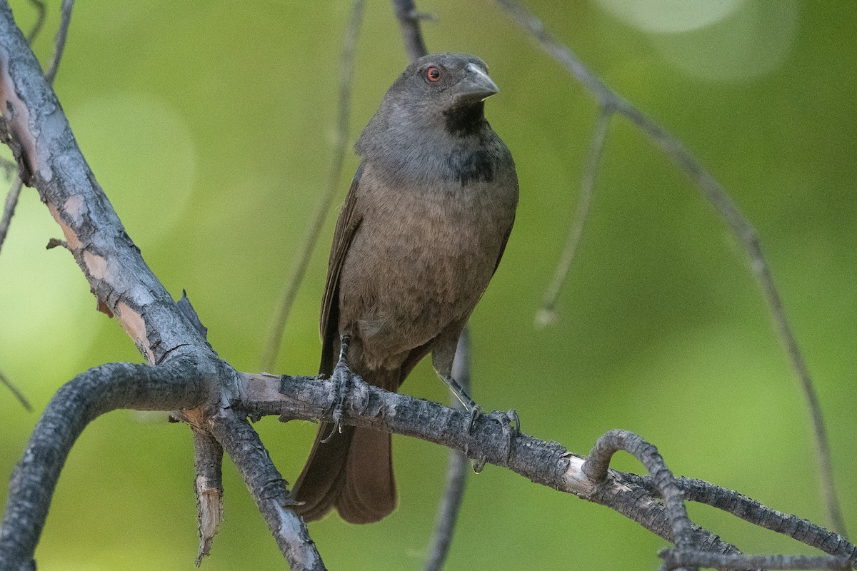 Bronzed Cowbird - Ken&Fay Broten