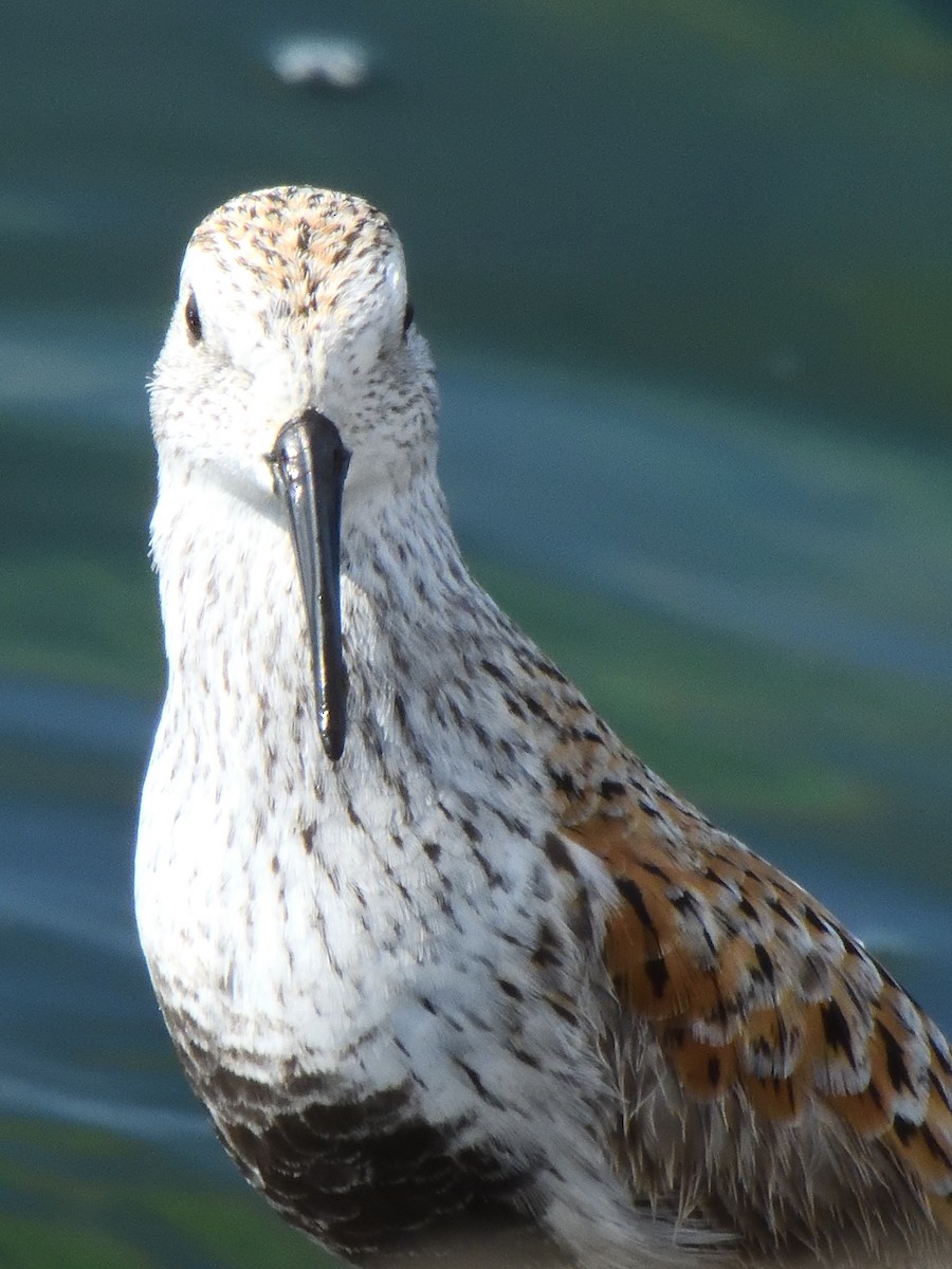 Dunlin - Colin Fisher