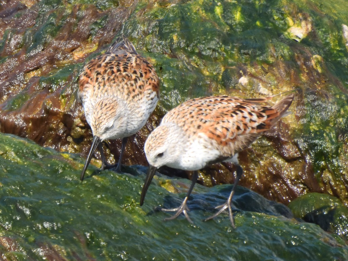 Dunlin - Colin Fisher