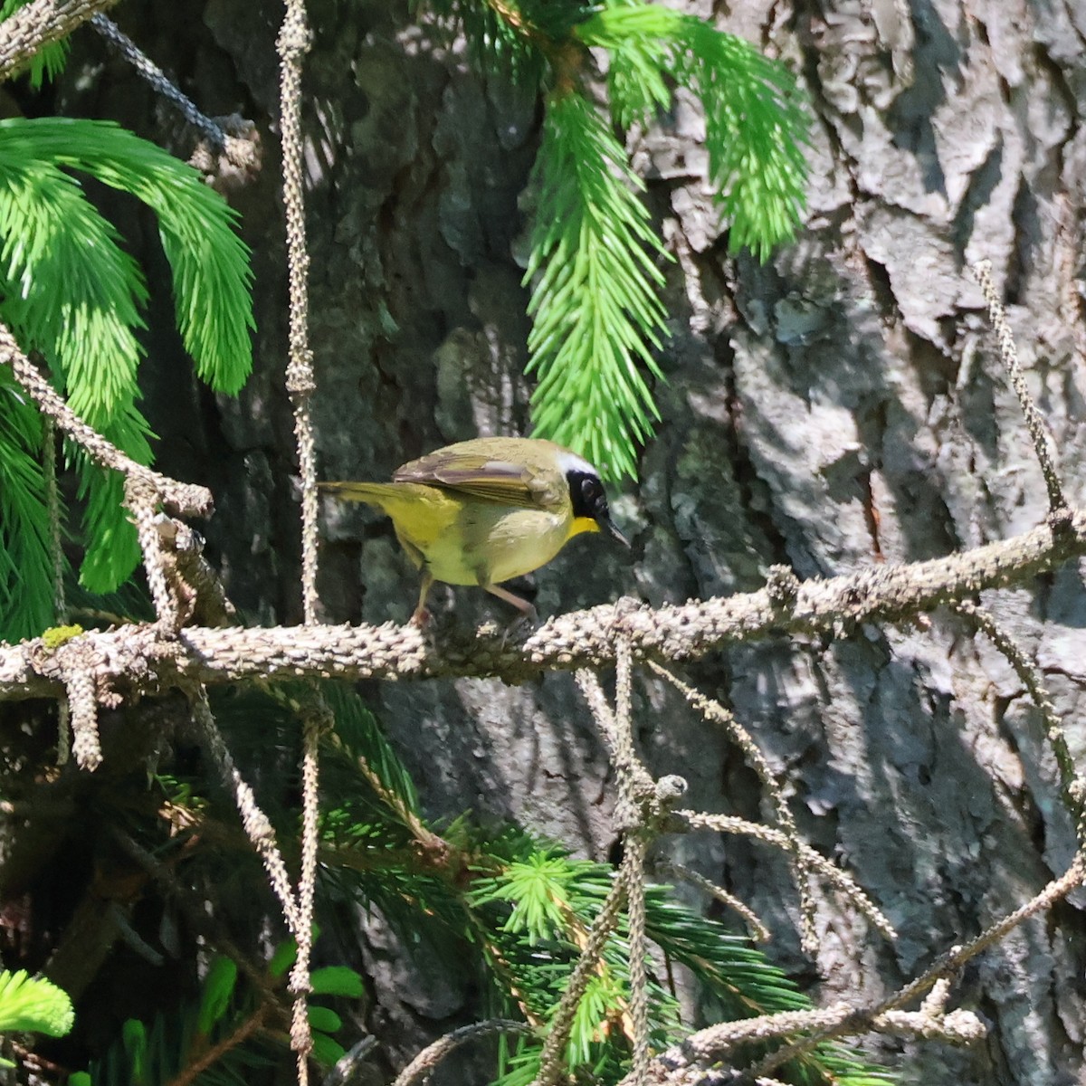 Common Yellowthroat - ML619324318