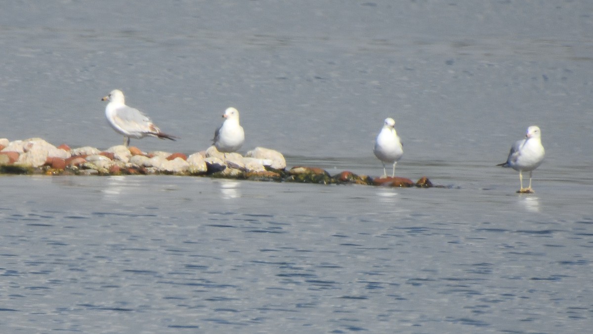 Ring-billed Gull - ML619324320